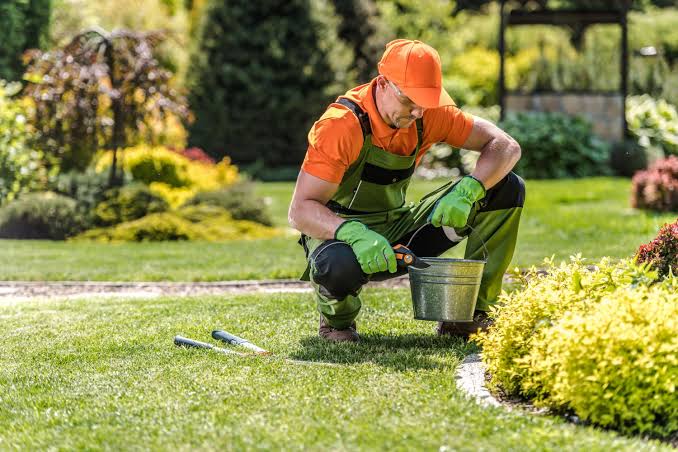Landscaper trimming a garden hedge